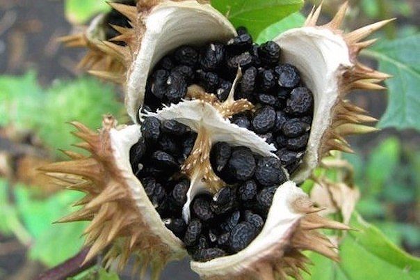 ������ �������