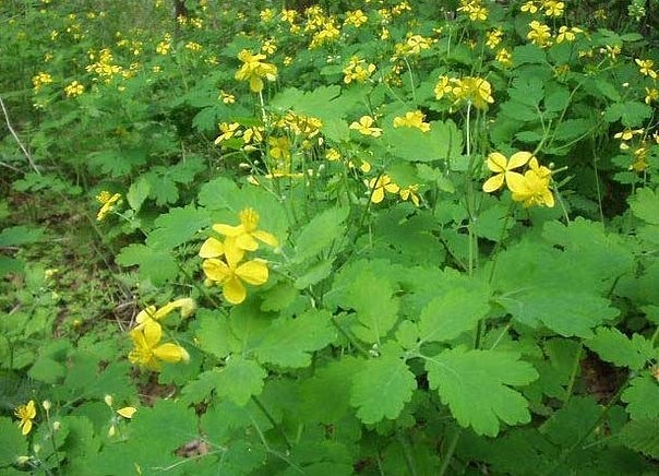 ������ �� ��������� �� ������ �������