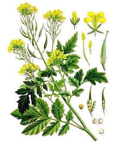 ������� - ������� ���������: � ޣ� ������, �������, �����������, ����������