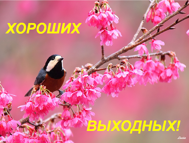 ������� ������: