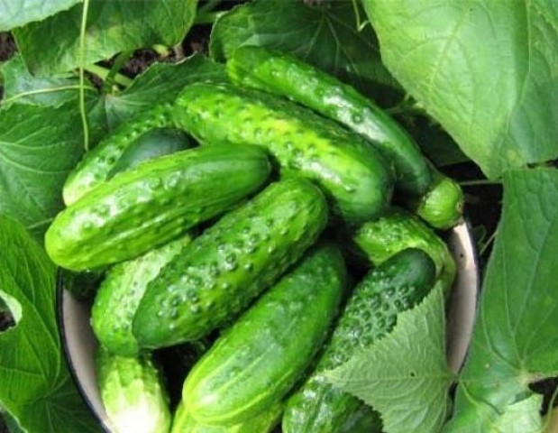 ���� ������ �� ������� - ������ ��������