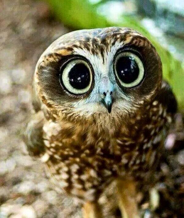 ������� ��������� � �����������...