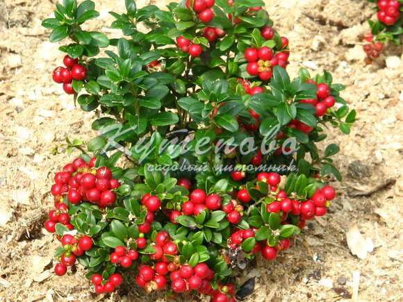 ���� �������. ������� �������� ��������. ������� ��������� ( ��������). �������� ��������. ������������ � �������