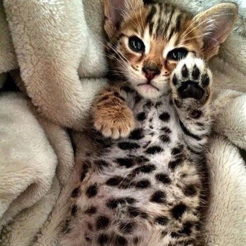 ������ ������� ������������!