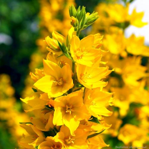 ���� �������. ������������ �������� � ������� ��������� GARDENIA, ��������� ��� ������ ����. �����, ������� ����!