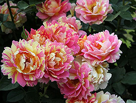 ����������� ������� ��������� �� ����� 2016�.