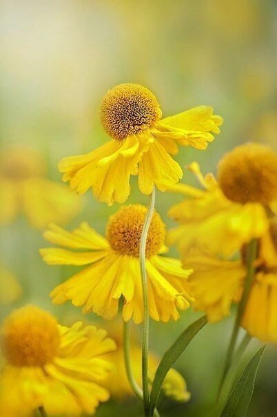 ��������-����. ��������� � ������� �������� �� �������� ��������� ���������