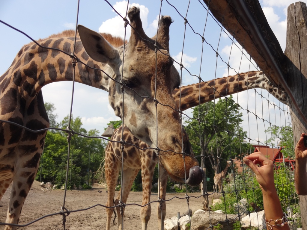 ������� ���������. ��� �������� ��������.