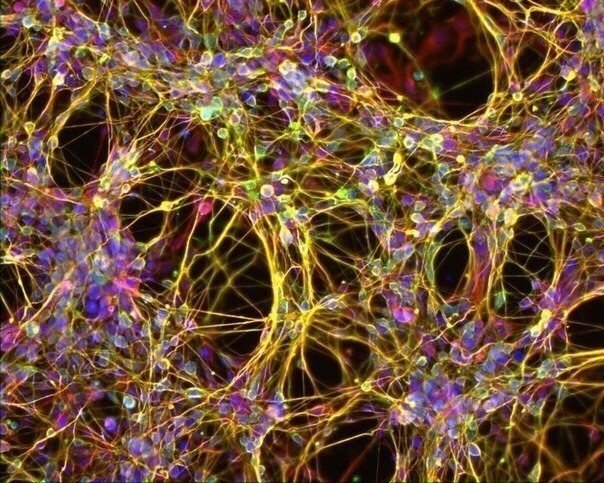 ��� �������� �������- ������� ������ ��������