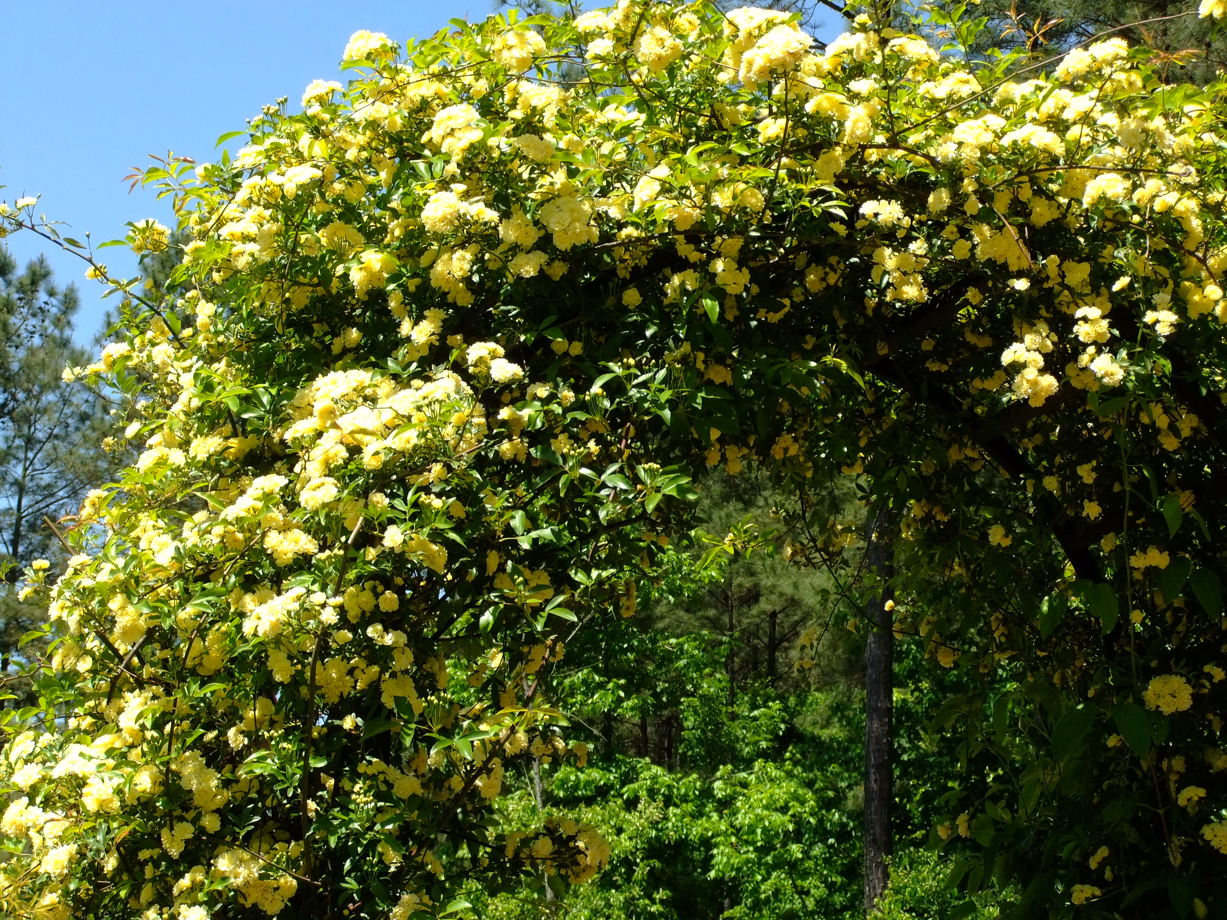 ���� Fryers ��������������.�� ����� 2016�. ����� ����