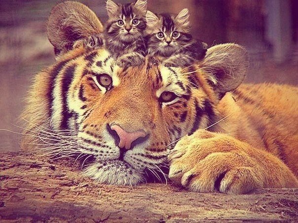 �� �����, ��� �� �������, ������� ��� �� ������