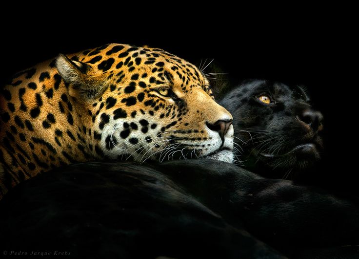 � �������� ����� ������� ���. � �� ����, ����� ��������.