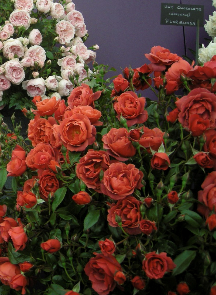 ���� Weeks �� ����� 2016�