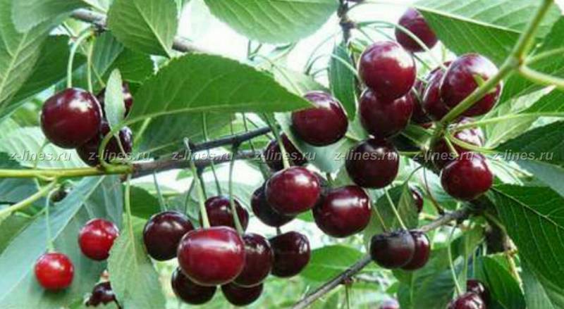 ������� ��� ����� �������� ����� �����������