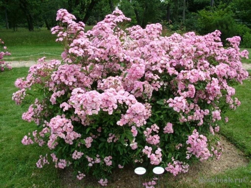 �����������, ������������ ���� ���� �������. ����� �� ����� 2016�