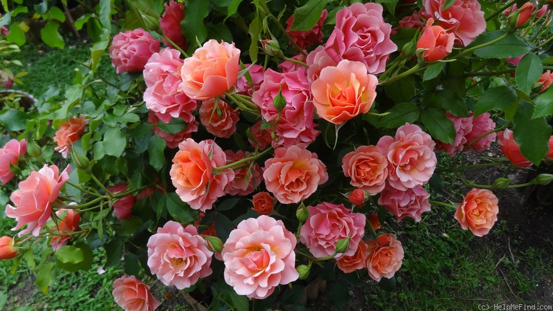 ���� MEILLAND - ������� � ����������� ������! ��������� �� ����� 2016!