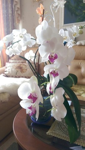 ���������� �������