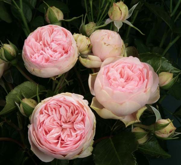 ���� �������. ��������� �� ����� 2016. �������� ���� �� ��������� ���������