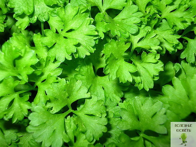 ���������� �������� �������� - ������� ��������