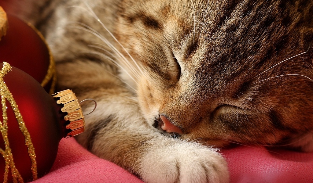 ��������, ��������� ������� ���� ����� ��������