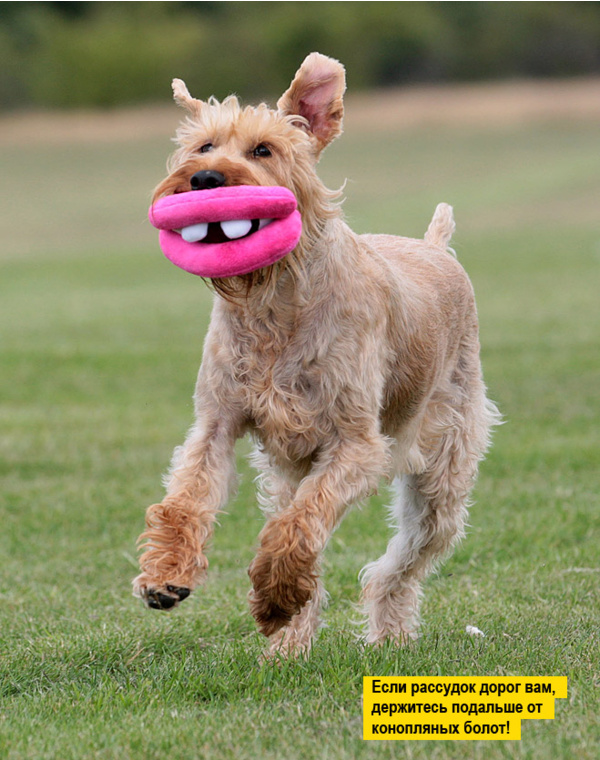 ������ ������ - ��� �� �������, � ��������� ������ ������� � ����� ����.