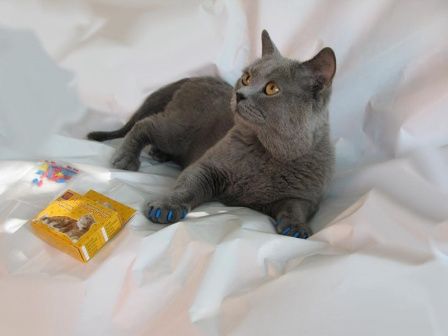 ���� �������. �����������. �����������. ��������� � �������