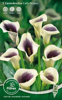 ���� ������� - ���o��r�� �o�ck - ������� ������ � �������� ���! - ���������� � ����������� �����, ������� ������ - ��������� �� ����� 2016.