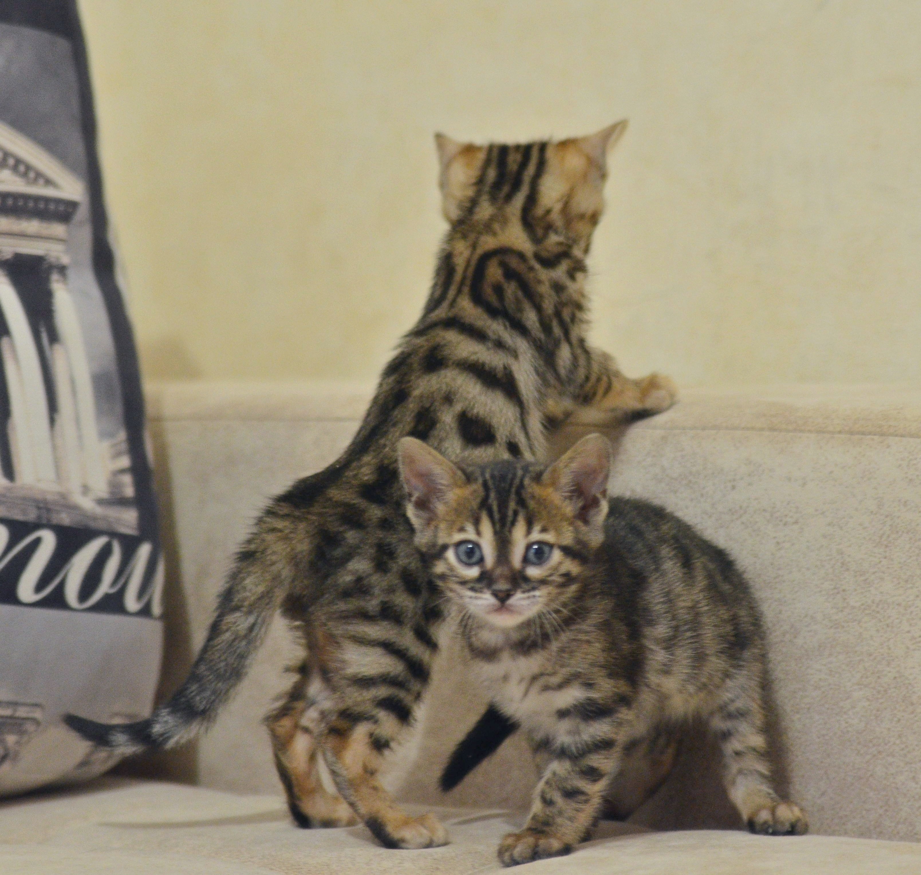 ����������� ������