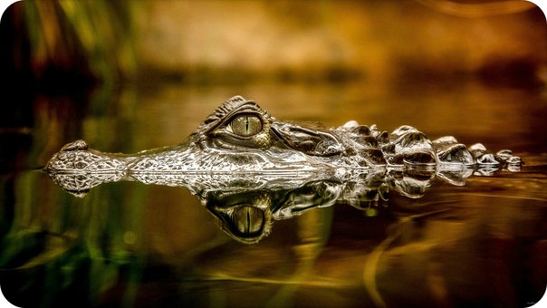 �������� ������ ������ �����