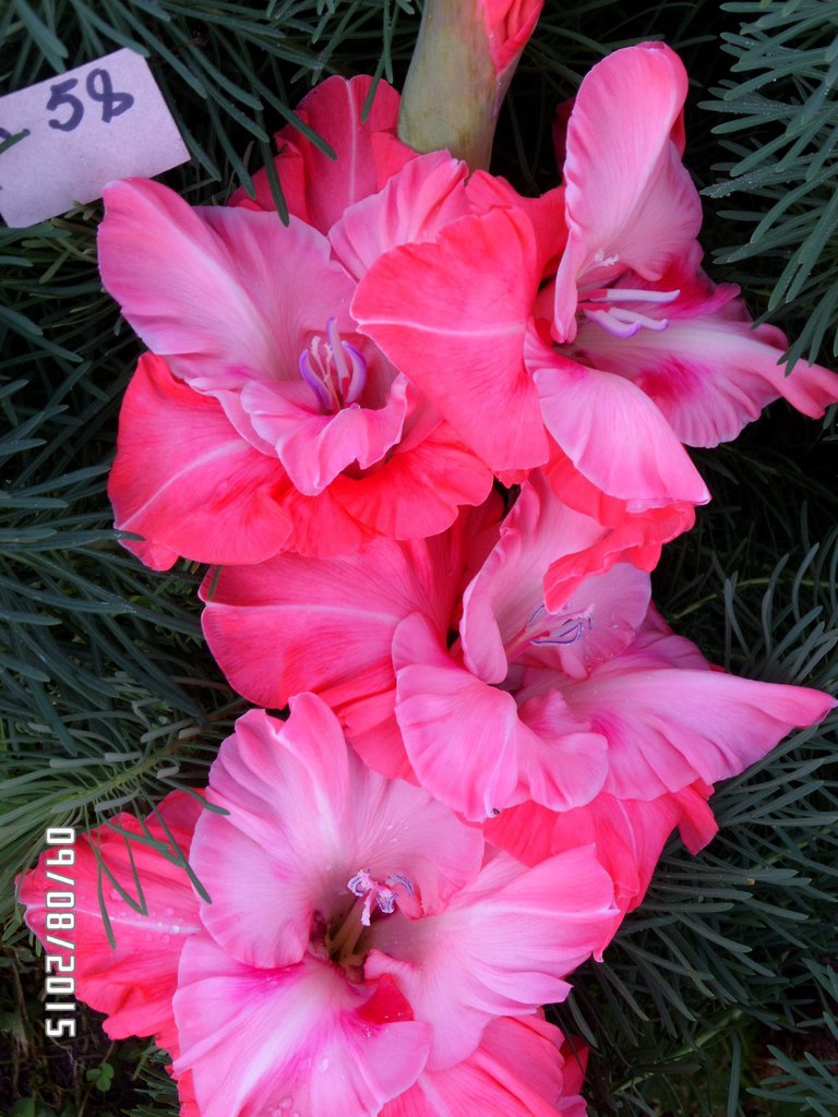 ���� �������. ���������� � �������� ��������� Gardenia, ��������� ��� ������ ����!