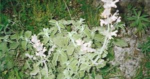 ������ (Salvia fruticosa)