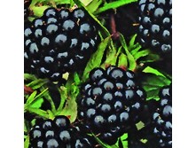  ���� ������� - ���o��r�� �o�ck - ������� ������ � �������� ���! - ����, ���������,�����, �������� � ������������ ���������� - ��������� �� ����� 2016