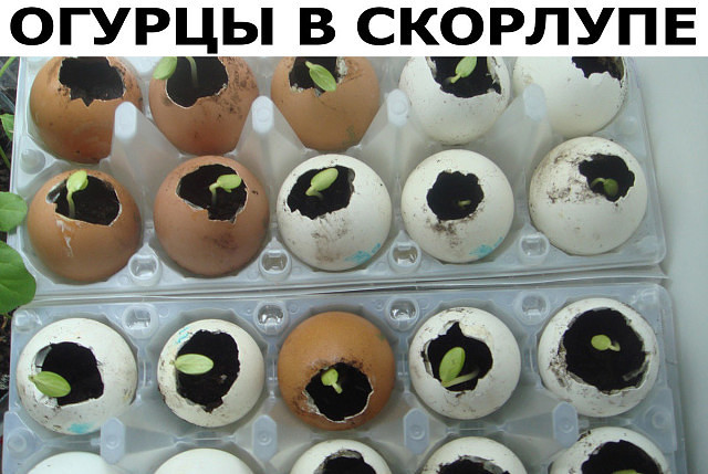 ������ � ��������