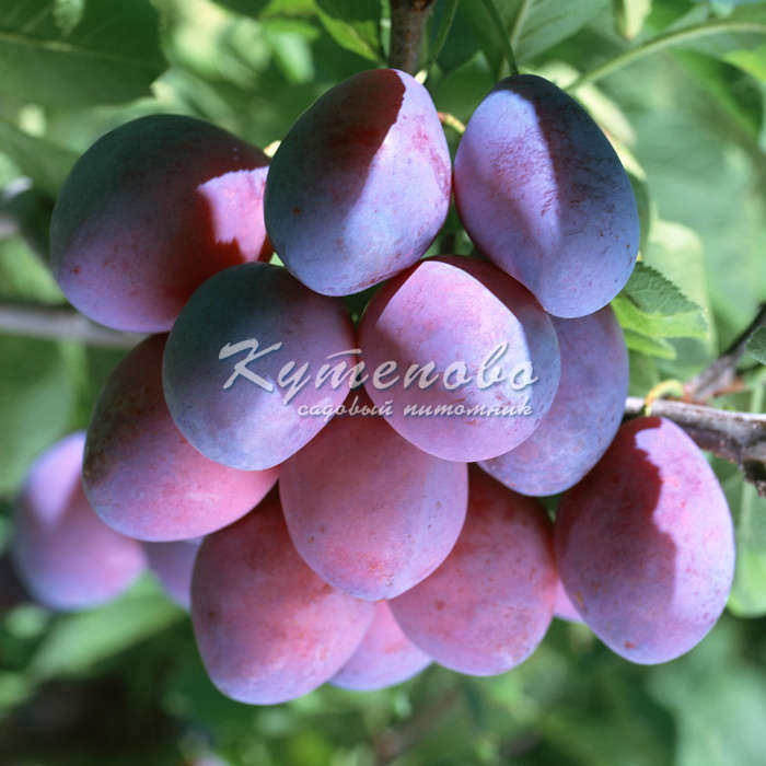 ��������� �� ����� 2016. ������� �������!!!! ������� �������� ��������. �������� ��������. ������������ � �������