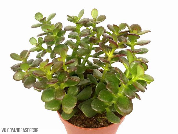 8 ��������, ������� �������� � ��� ��� ������