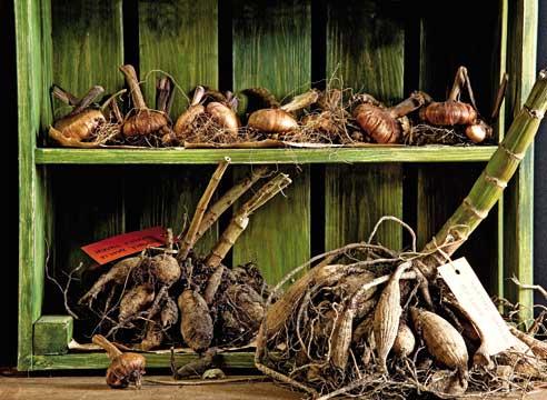 ������ �������� ����������������.