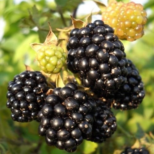 ����������� ����������� �������