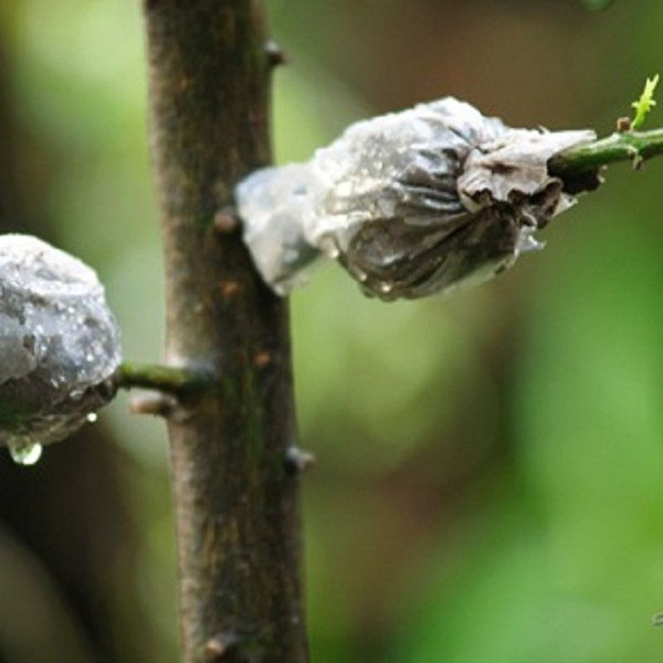 ������� �������� �������� ��������.