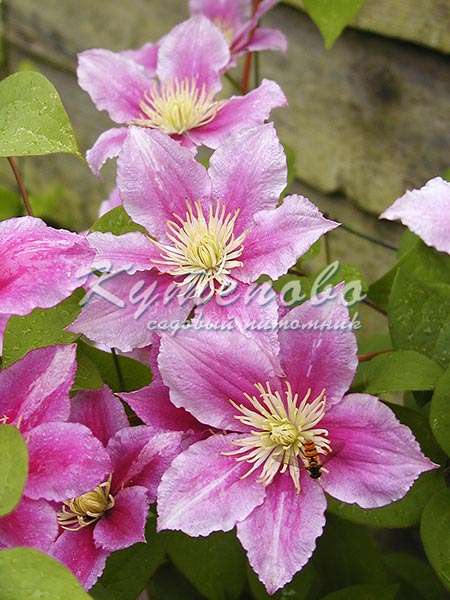 ���� �������. ��������� �� ����� 2016. ������� �������� ��������. �������� �������� 2-�, 3-� �����. ������������ �