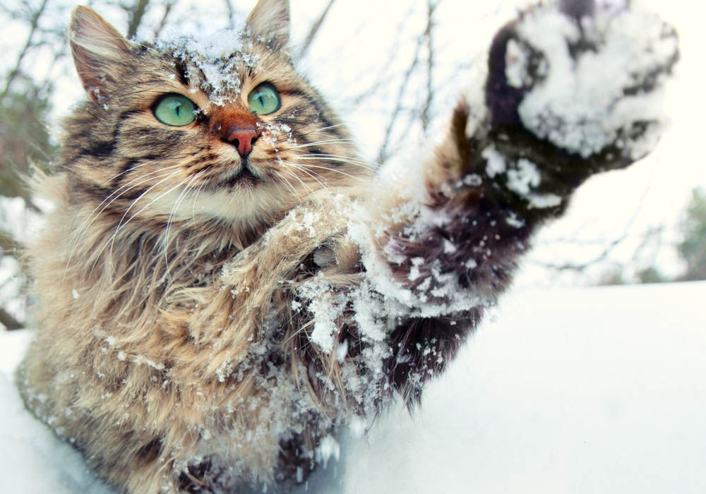 �������� � �����