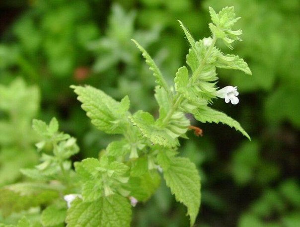 ������� �������������