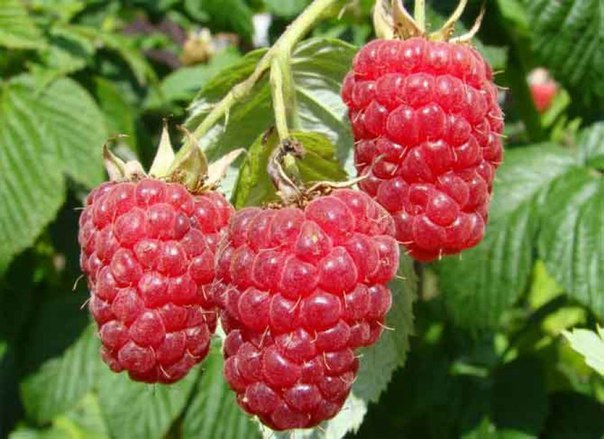 ������ ������ ����� ��������?