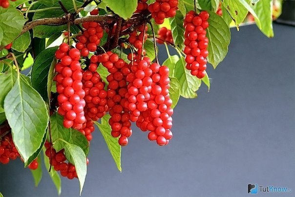 �������� ���������