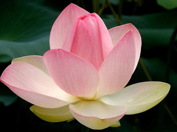 ������ ��������� �������� ������� ������ �����