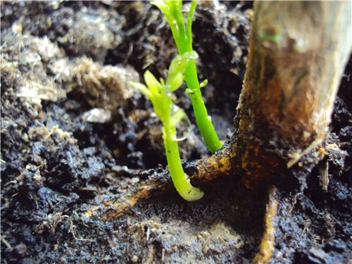 ����� � ��� ������� �������� �������?