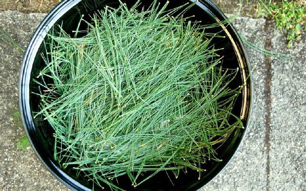 ����������� �������� ��������