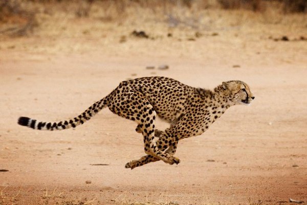 ������ ��������� ������ ������ �����