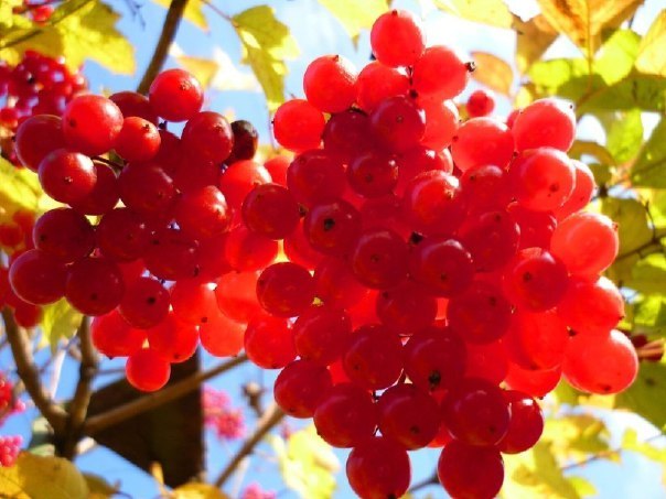 ������ �������.