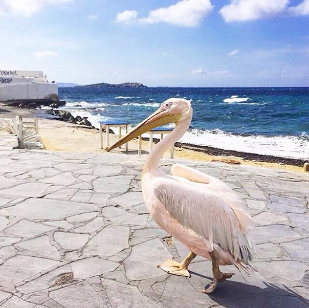 Mykonos, Kikladhes, Greece