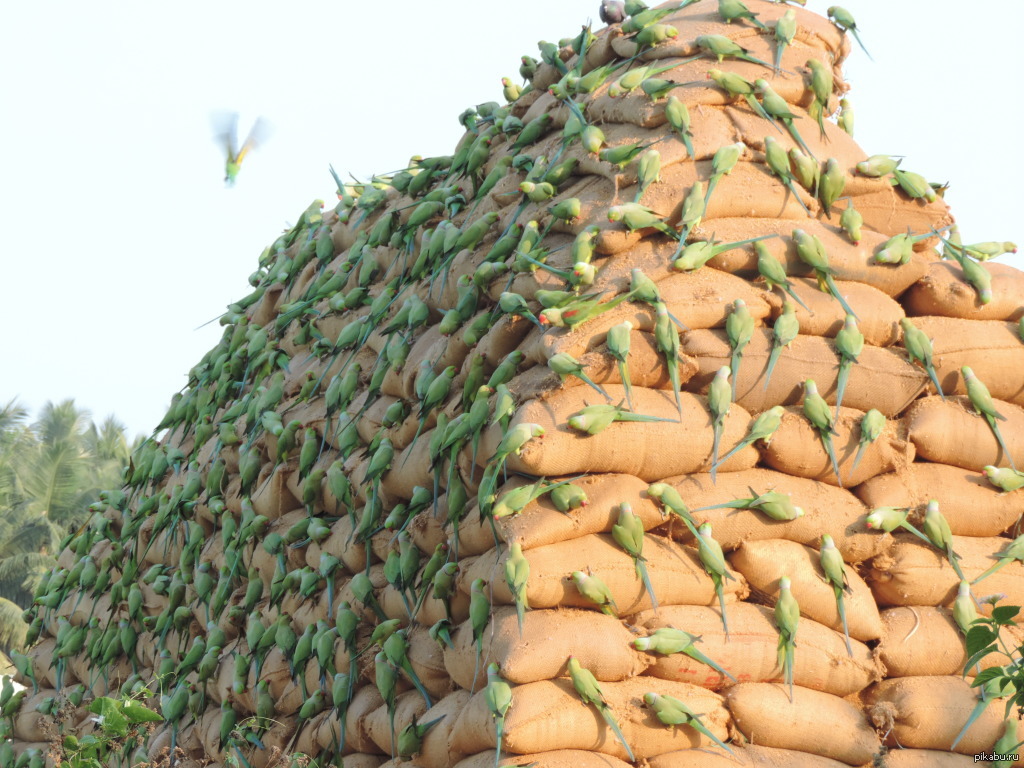 ����������� �������